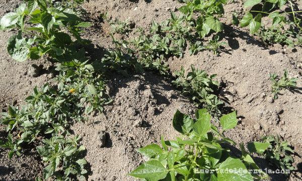 Judiones con malas hierbas