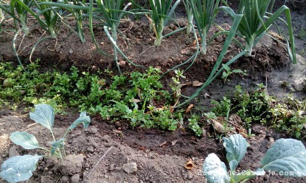 Malas hierbas después del riego