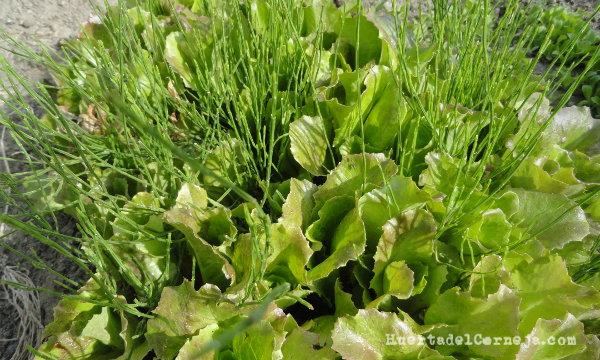 Semillero de lechugas y cola de caballo