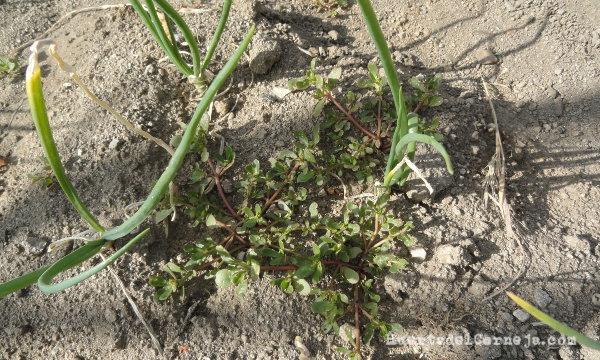 Cebollas y verdolagas