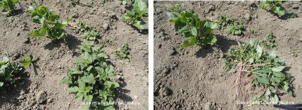 Antes y después de escardar con la azada