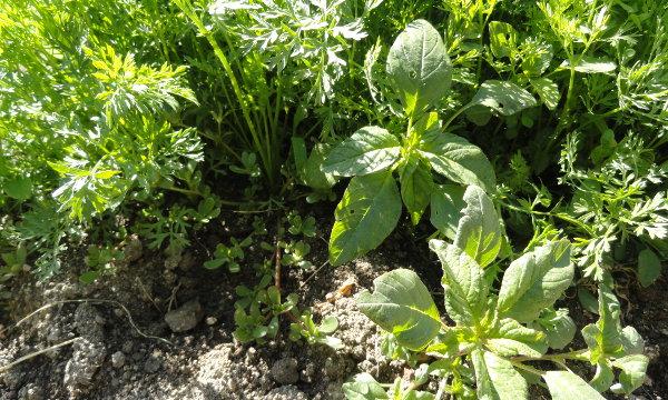 Bledos y verdolaga en las zanahorias