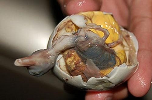 Balut comidas exóticas del mundo