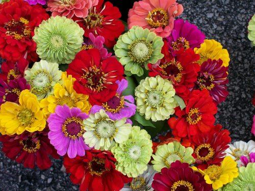 Zinnias