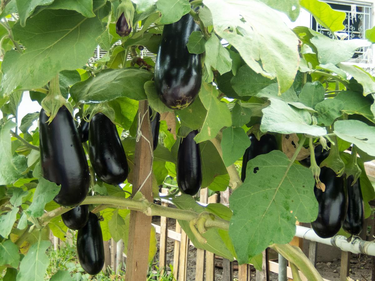 eggplant-plant-peppers-produce-bell-peppers-and-chili-peppers-vegetable-1454415-pxhere.com