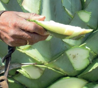 sirope de agave contraindicaciones