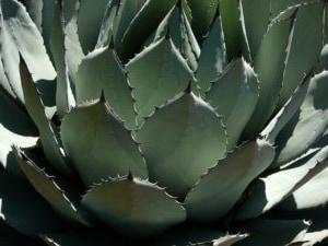 sirope de agave propiedades