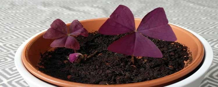 Falso trébol oxalis en maceta