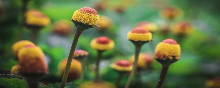 Flor eléctrica Acmella oleracea