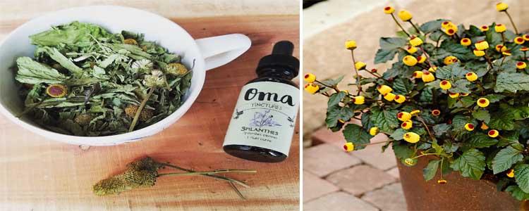 Usos de la flor eléctrica