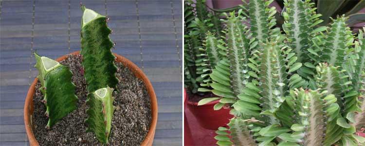 Reproducción de Euphorbia trigona