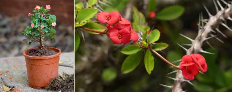 Euphorbia milii espina de Cristo