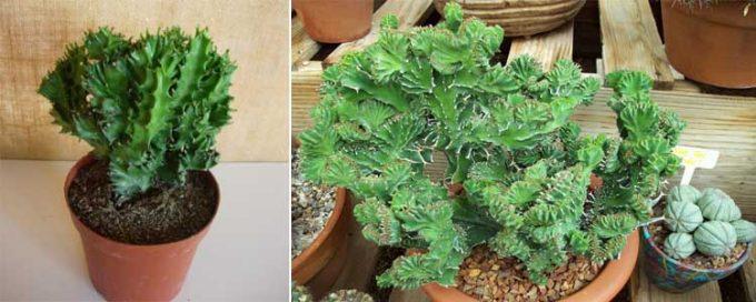 Euphorbia lactea cristata