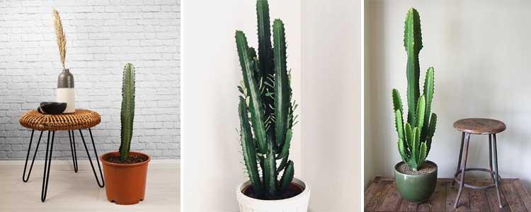 Euphorbia acrurensis