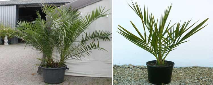 Multiplicación de phoenix canariensis