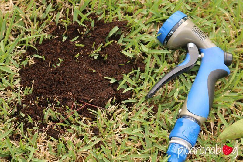 Cómo arreglar las calvas del césped | Plantas