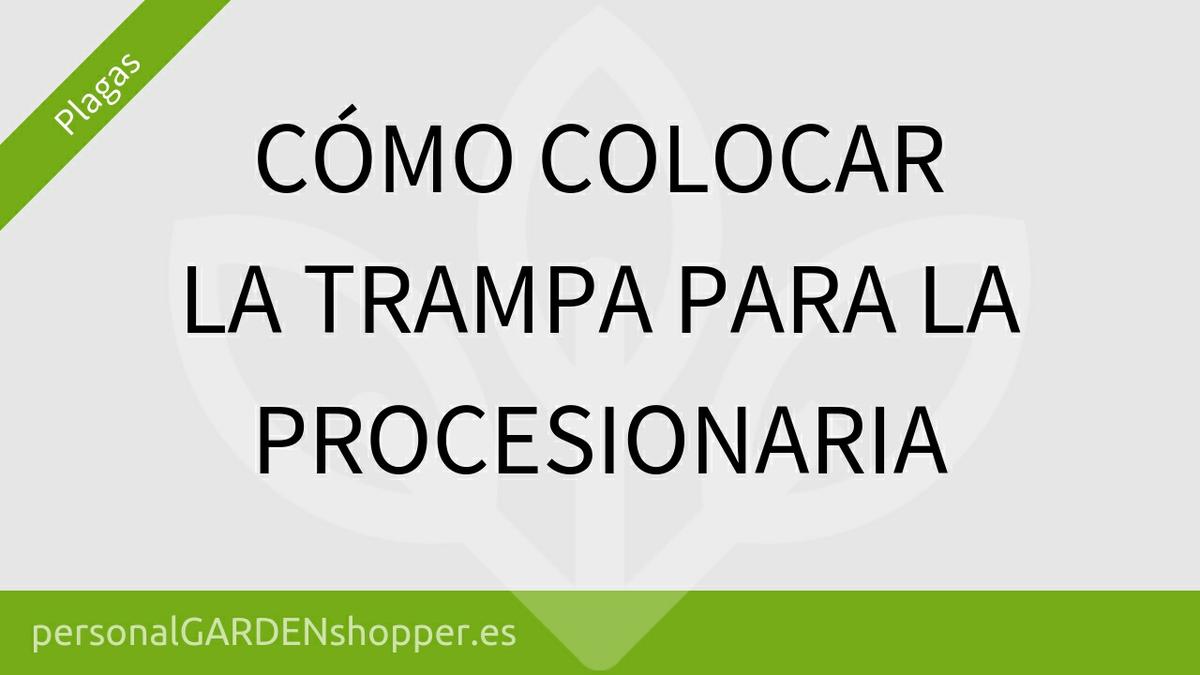 Como colocar la Trampa para Procesionaria en Pinos