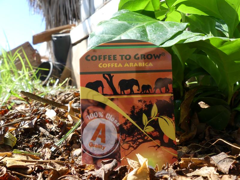 Como plantar café en el huerto o jardín