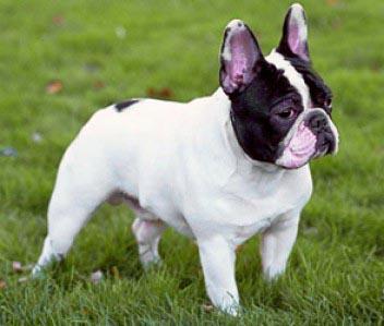 perro de raza pequeña bulldog francés