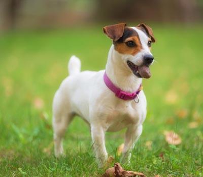 perro pequeño jack russell terrier