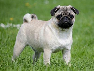 perros tamaño pequeño carlino pug