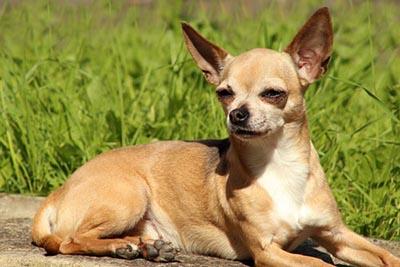 perros pequeños de raza chihuahua