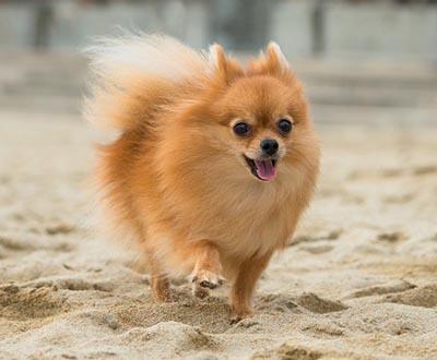 perros pequeños pomerania