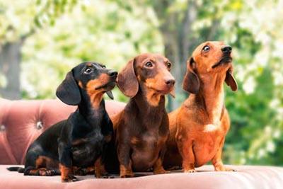 perros pequeños teckel perro salchicha