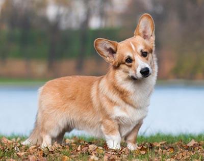 perros pequeños corgi