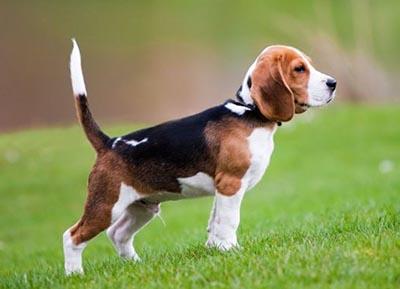 perros pequeños beagle