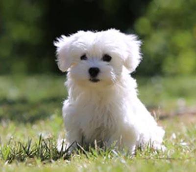 perros pequeños bichon maltes