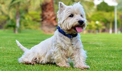 perros pequeños westy