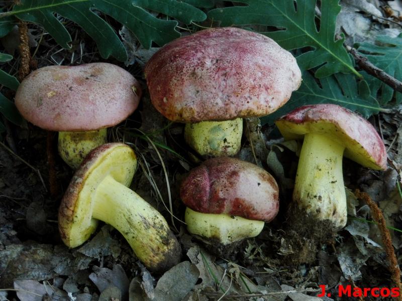 Butyriboletus regius. Crédito: Javier Marcos
