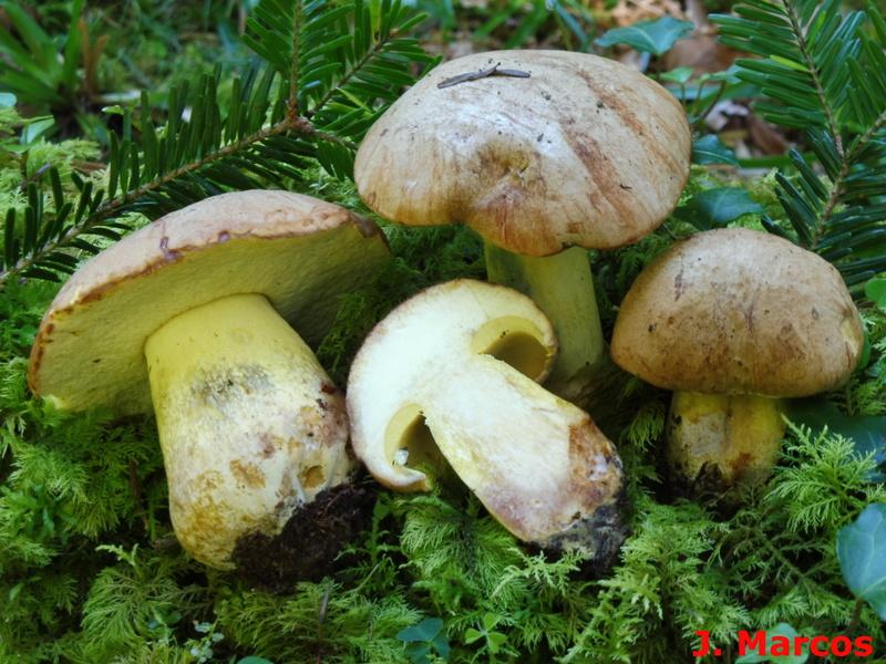 Butyriboletus subappendiculatus. Crédito: Javier Marcos