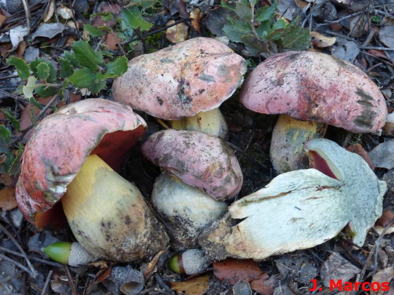 Rubroboletus lupinus. Crédito: Javier Marcos