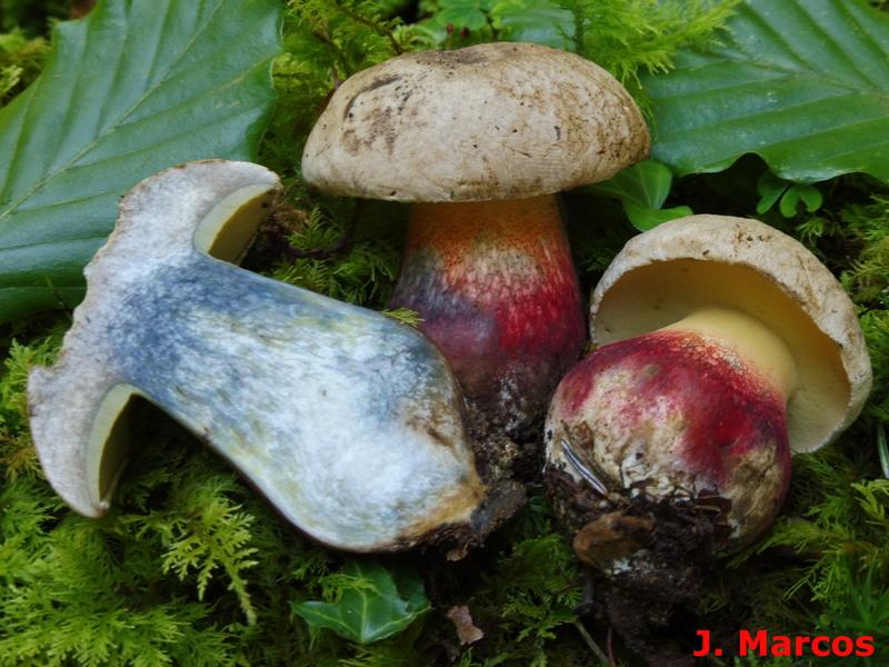 Caloboletus calopus. Crédito: Javier Marcos
