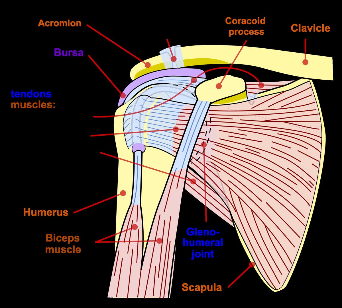 hombro anatomia interna