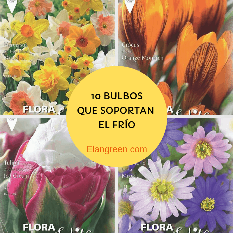 10 bulbos de flores que soportan bien el frío | Plantas