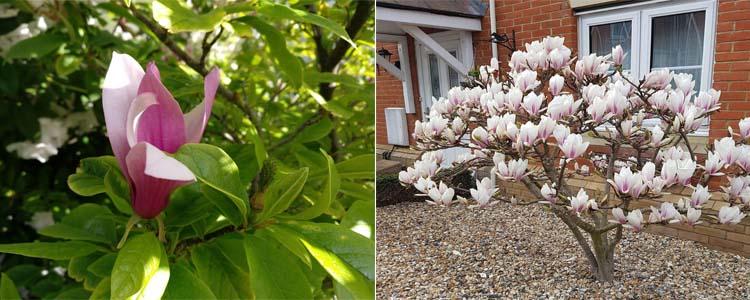 Crecimiento de Magnolia soulangeana