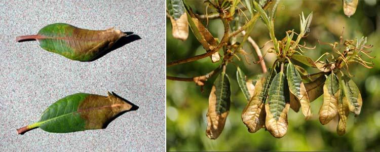 Problemas de Magnolia soulangeana