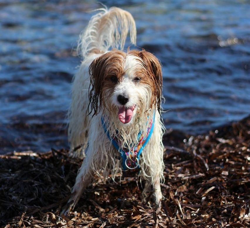 perro en playa de algas
