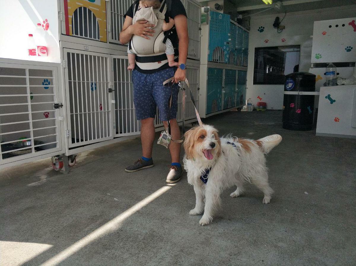 Perro en ferry Balearia