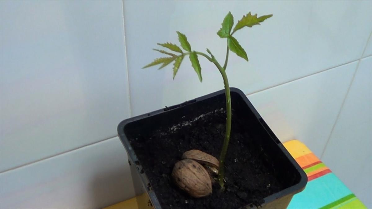 Como Germinar Una Semilla De Mango Cómo germinar una nuez en casa paso a paso | Plantas