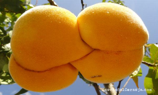 curiosidad melocoton