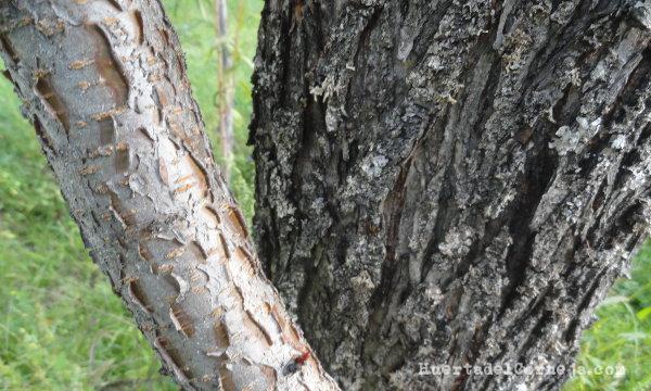 Troncos joven y viejo de melocotonero