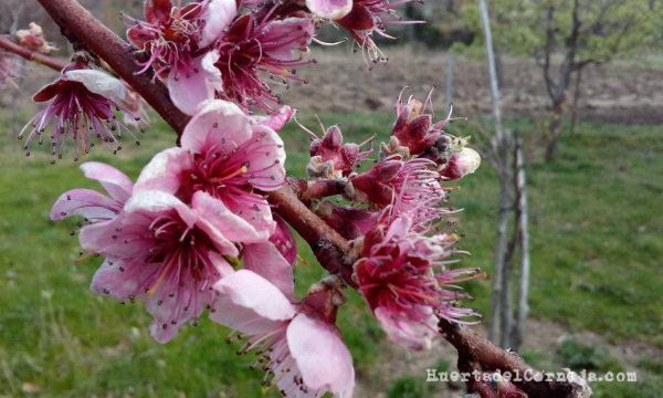 Flores de melocotonero