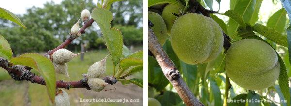 Melocotones creciendo