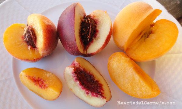 Prisco amarillo, briñón y melocotón