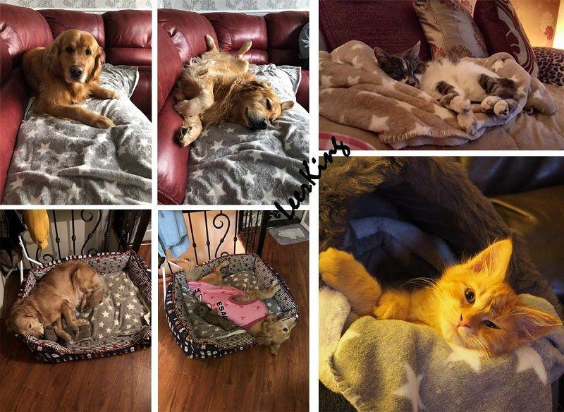 Mejores Mantas Para Gatos