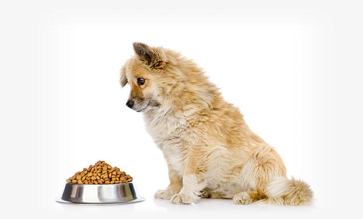 racion-de-comida-perro-adulto